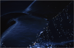 whale_tail