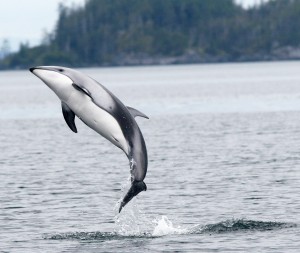 dolphin belly