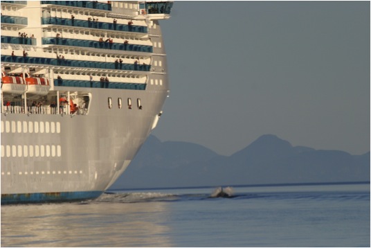 cruise ship and killer whale