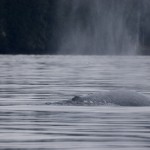 grey whale blow