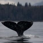 grey whale fluke
