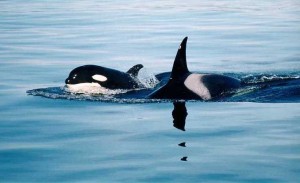 Killer whale mother and her calf