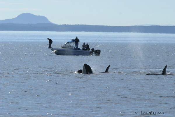 Killer whales spyhop next to a recreational boat