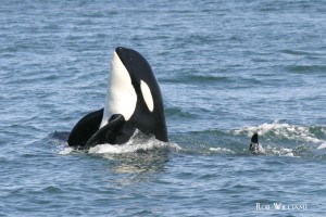 killer whale spyhop RW